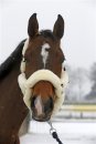 Kentucky Lammfell Transport Halfter