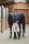 Eskadron Platinum Pure Transportdecke Dura Crystal navy