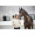 Horseguard Trense Cryll 23.1 mit Aachner Nasenriemen