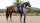 LeMieux Schabracke Loire Classic Dressur
