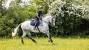 LeMieux Schabracke Work Pad Springen
