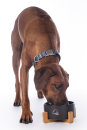HKM Hundefressnapf Buddy Porzellan schwarz