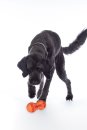 HKM Hundespielzeug Buddy Bone II Naturkautschuk orange...