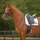 QHP Schabracke Nummer