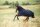 Covalliero Fliegendecke RugBe SuperFly