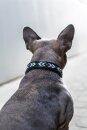 Catago Hundehalsband Viben Leder