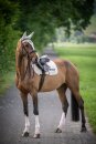 Boss Equestrian Spring Schabracke Cheltenham Tape WB
