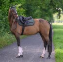 Boss Equestrian Spring Schabracke Cheltenham Tape WB