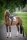 Boss Equestrian Spring Schabracke Cheltenham Tape WB