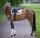 Boss Equestrian Spring Schabracke Cheltenham Tape WB