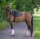 Boss Equestrian Spring Schabracke Cheltenham Tape WB
