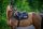 Boss Equestrian Spring Schabracke Cheltenham Tape WB