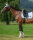 Tommy Hilfiger Equestrian Schabracke Columbia