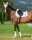 Tommy Hilfiger Equestrian Schabracke Columbia