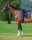 Tommy Hilfiger Equestrian Schabracke Columbia