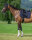 Tommy Hilfiger Equestrian Schabracke Columbia