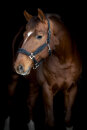 HorseGuard Halfter Angel