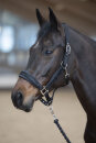 HorseGuard Halfter Angel