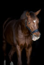 HorseGuard Halfter Angel
